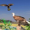 糖心logo芋圆呀呀,魂销骊宫1987免费版